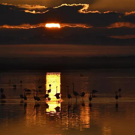 Nonna Olga SantʼAnna Arresi