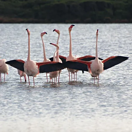 Nonna Olga Nocleg ze śniadaniem SantʼAnna Arresi